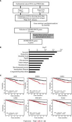 LIM1 contributes to the malignant potential of endometrial cancer